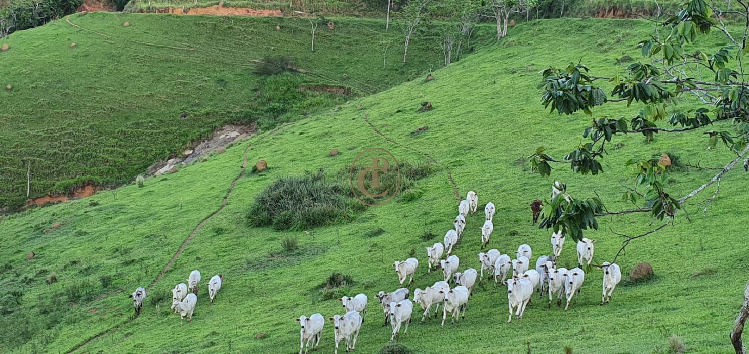 Fazenda-Sítio-Chácara, 400 m² - Foto 34