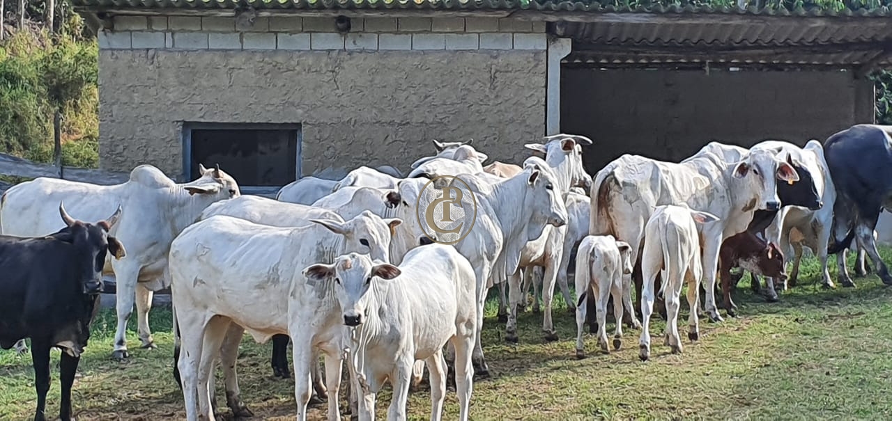 Fazenda-Sítio-Chácara, 400 m² - Foto 62