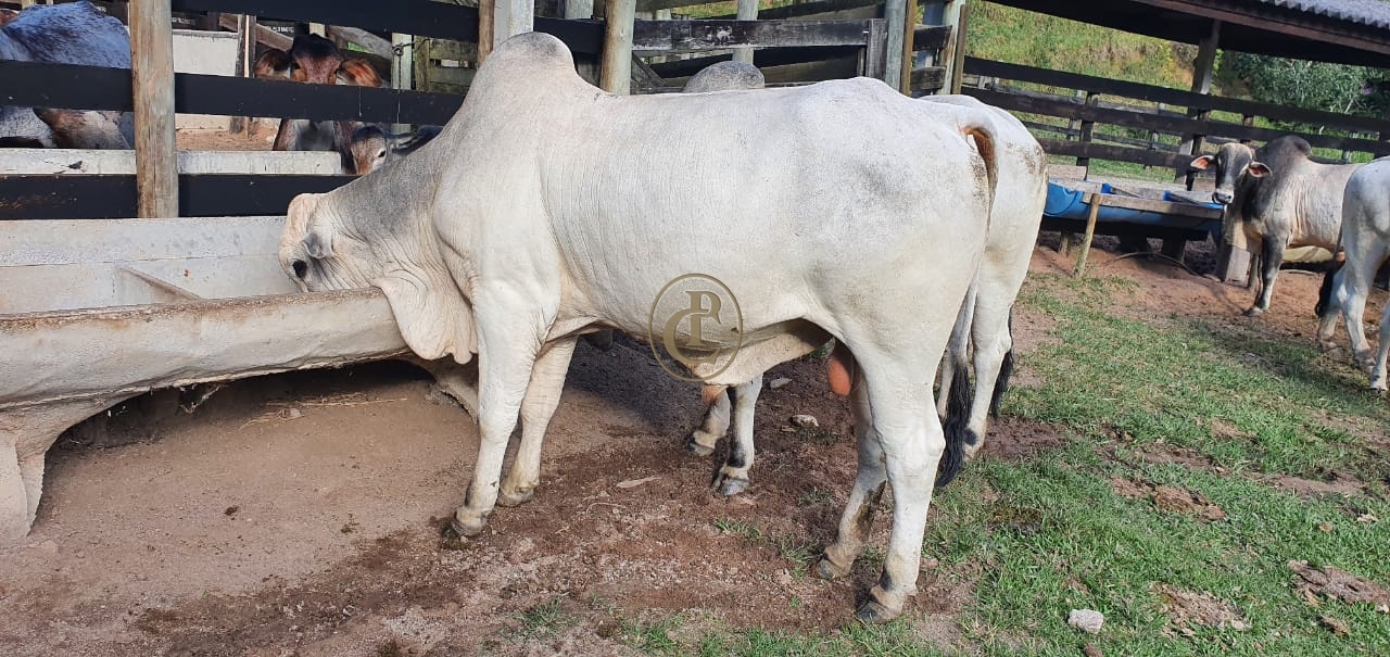 Fazenda-Sítio-Chácara, 400 m² - Foto 63