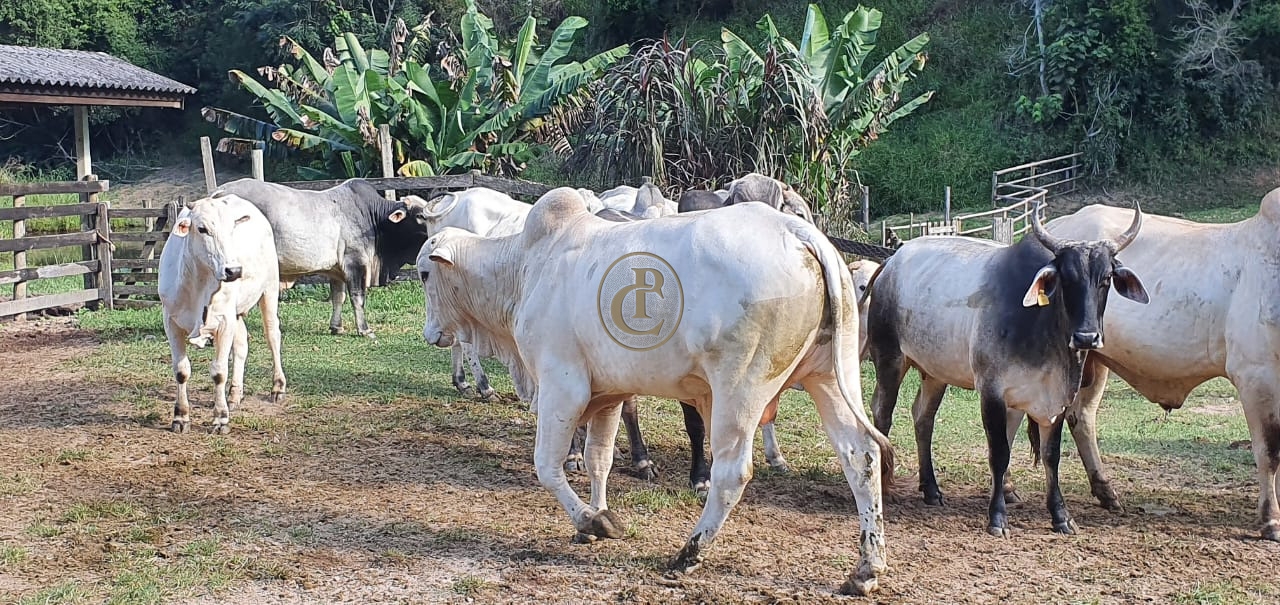 Fazenda-Sítio-Chácara, 400 m² - Foto 64