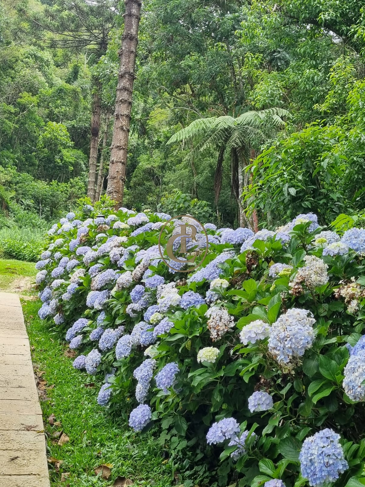 Sítio, 5 quartos, 1200 m² - Foto 8