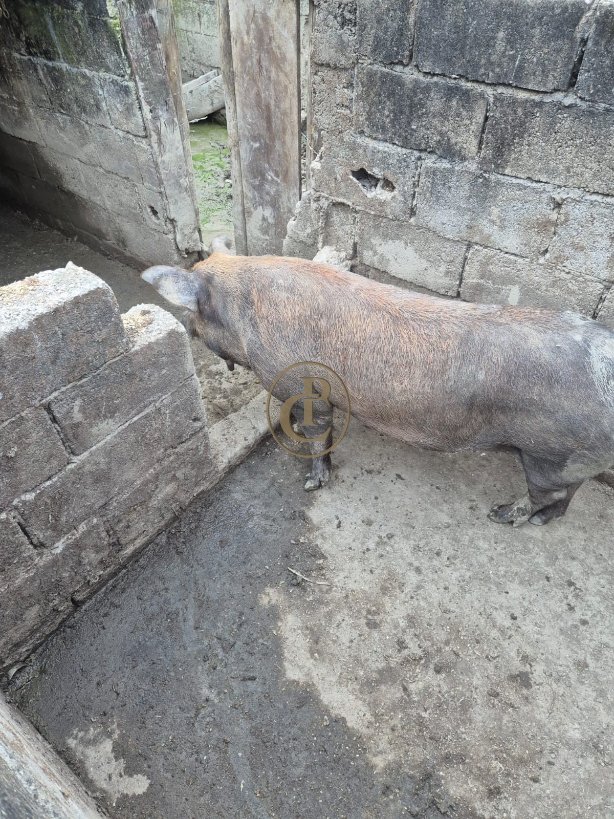 Sítio, 3 quartos, 150 m² - Foto 5