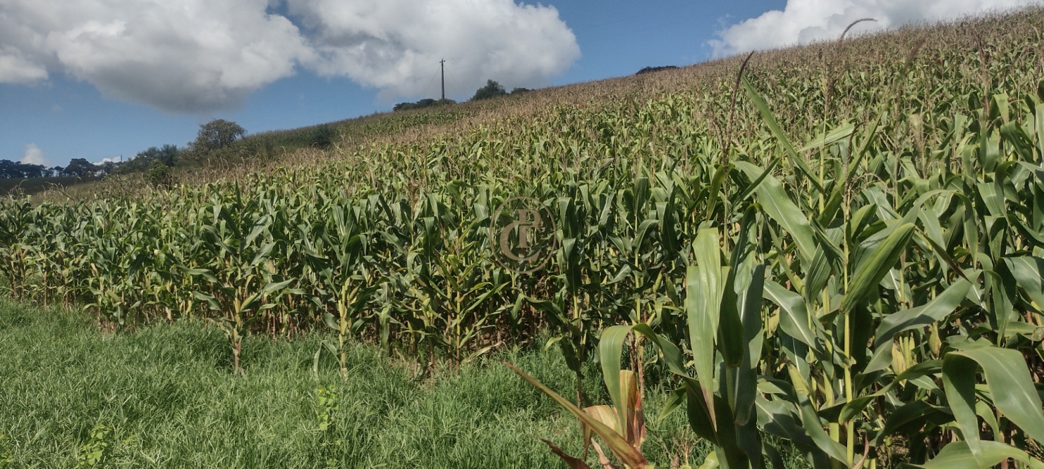 Fazenda-Sítio-Chácara, 100 m² - Foto 6