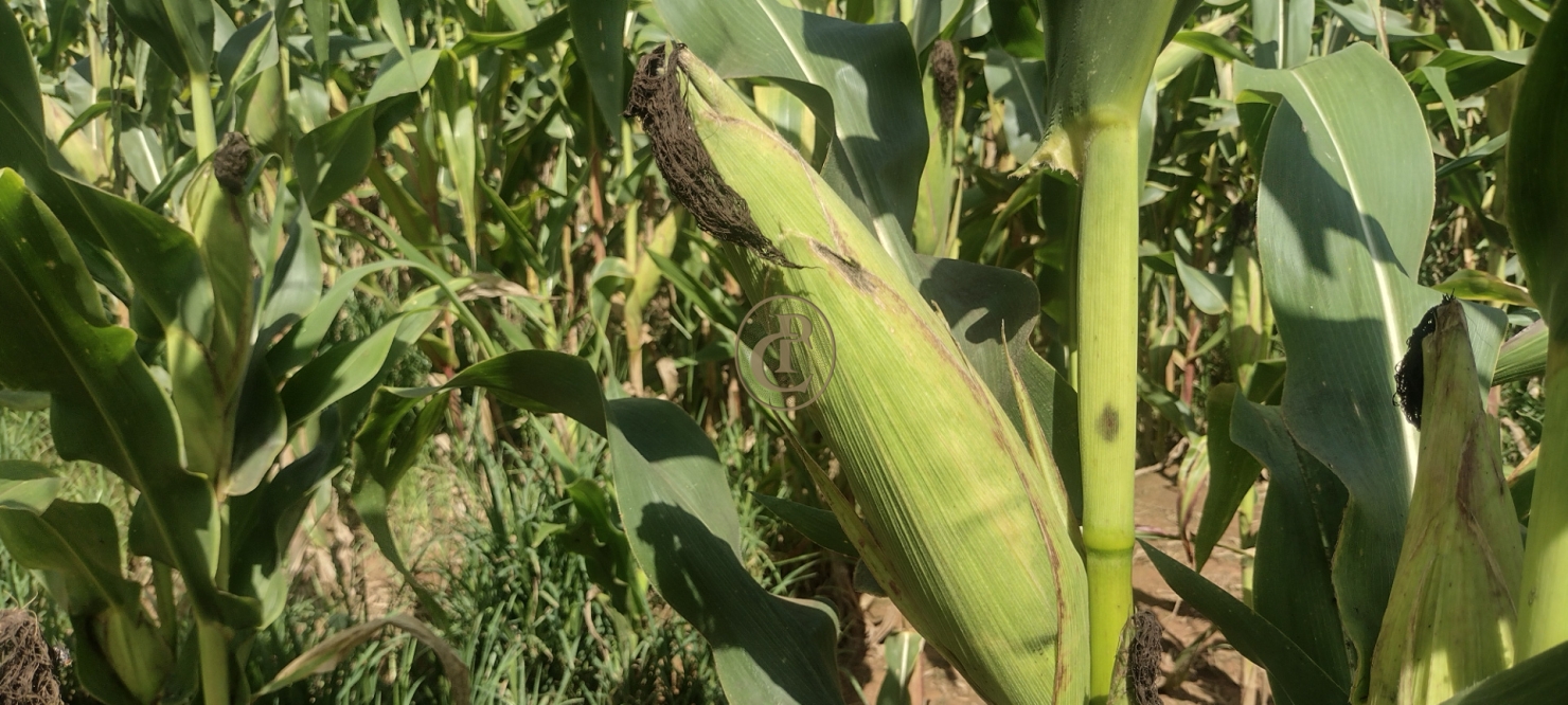 Fazenda-Sítio-Chácara, 100 m² - Foto 19