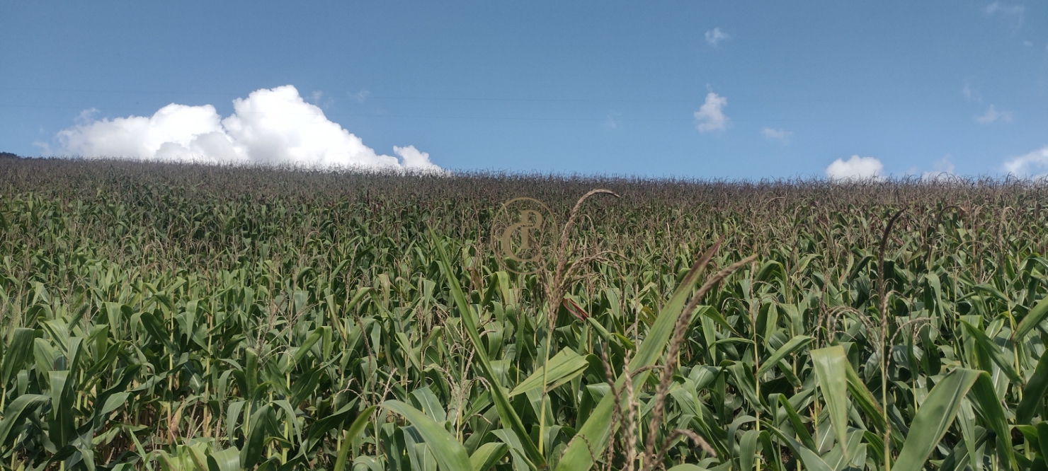 Fazenda-Sítio-Chácara, 100 m² - Foto 23