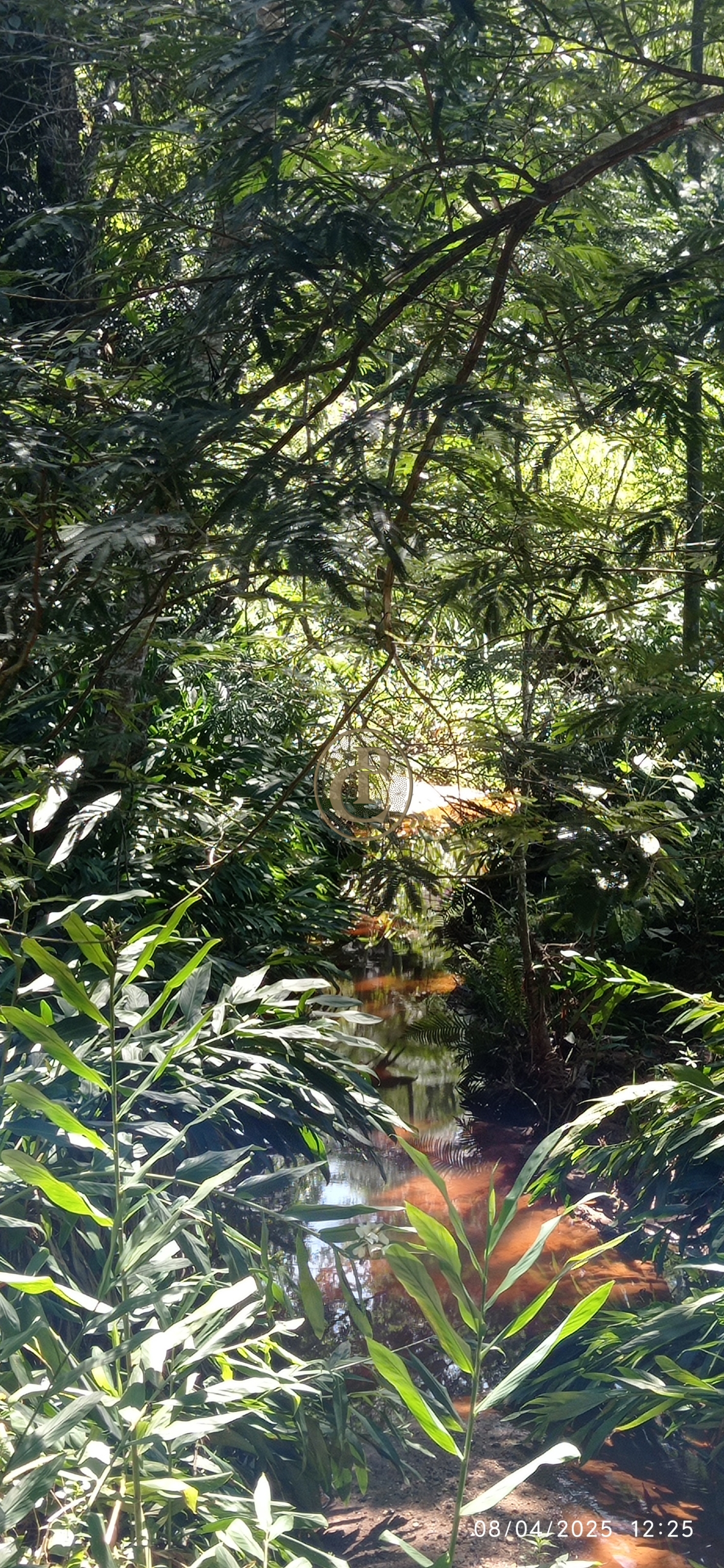 Terreno, 6 hectares - Foto 5