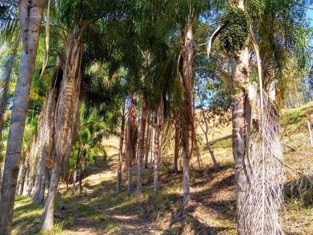 Fazenda em Paraibuna/São Paulo — Ref FDM3Y6 — Imagem 37