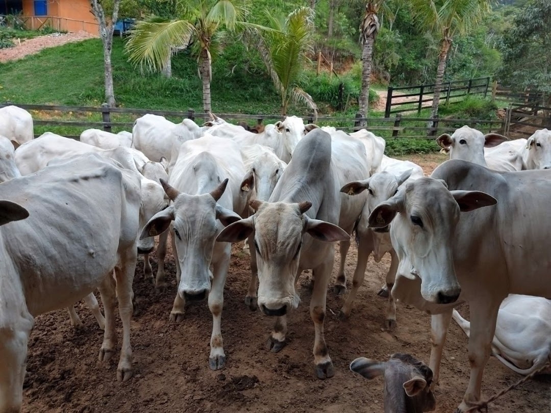 Fazenda, 600 m² - Foto 3