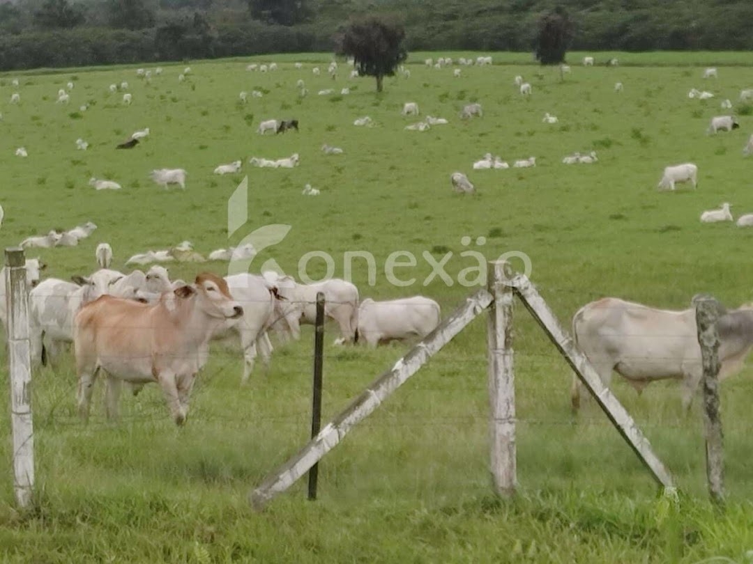 Fazenda em Miracatu/São Paulo — Ref TWH4QO — Imagem 7