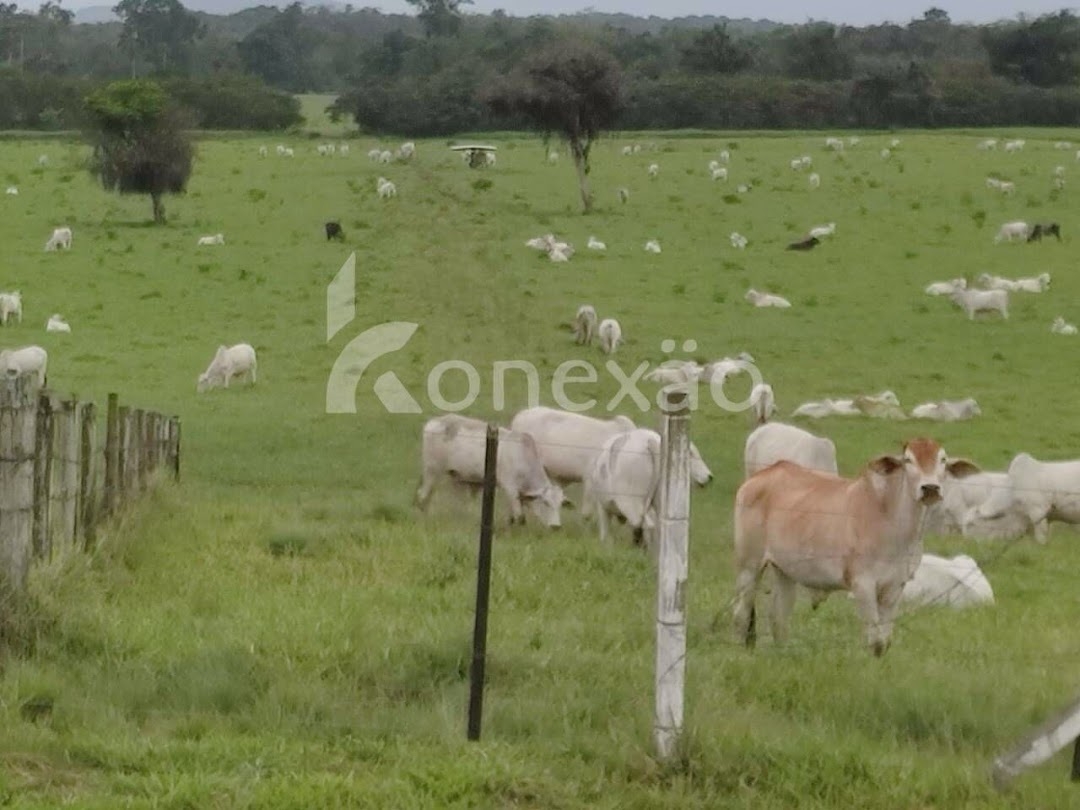 Fazenda em Miracatu/São Paulo — Ref TWH4QO — Imagem 35