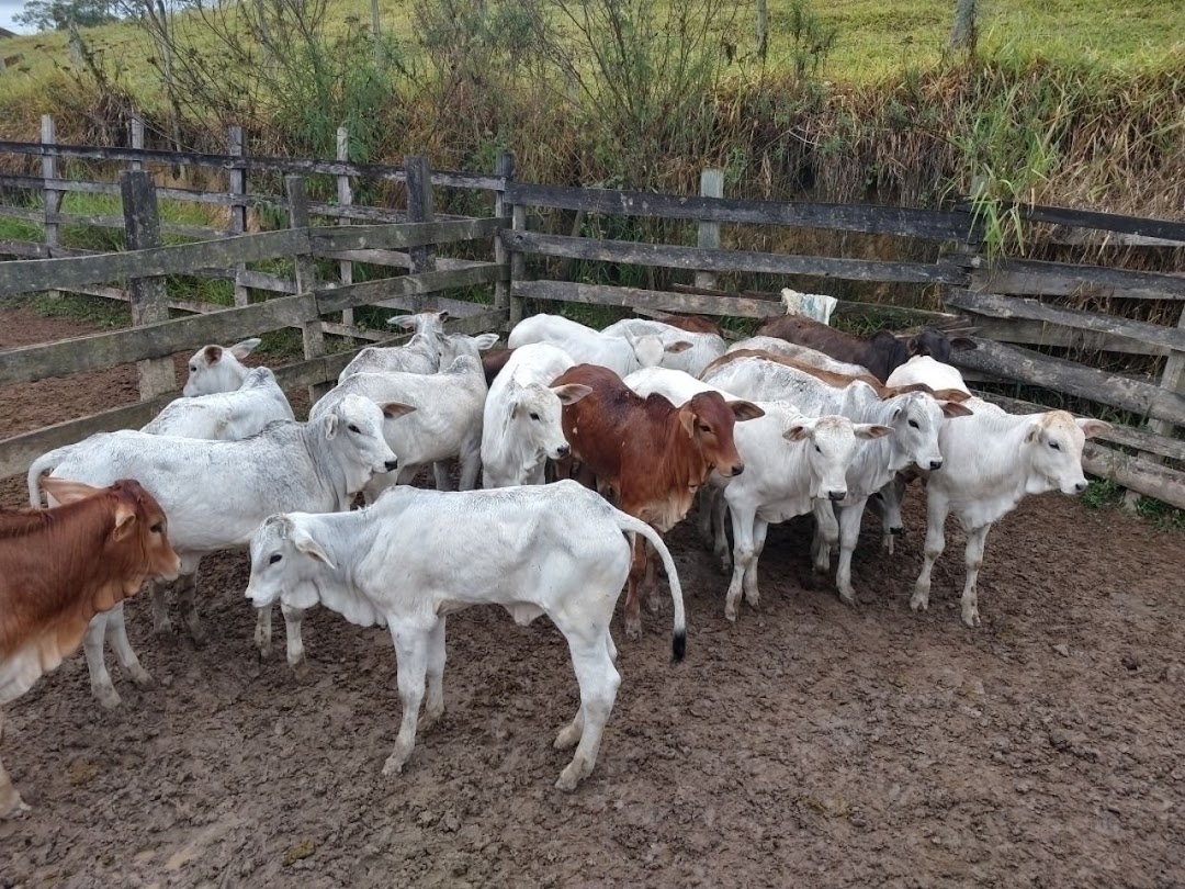 Fazenda-Sítio-Chácara, 46 hectares - Foto 1