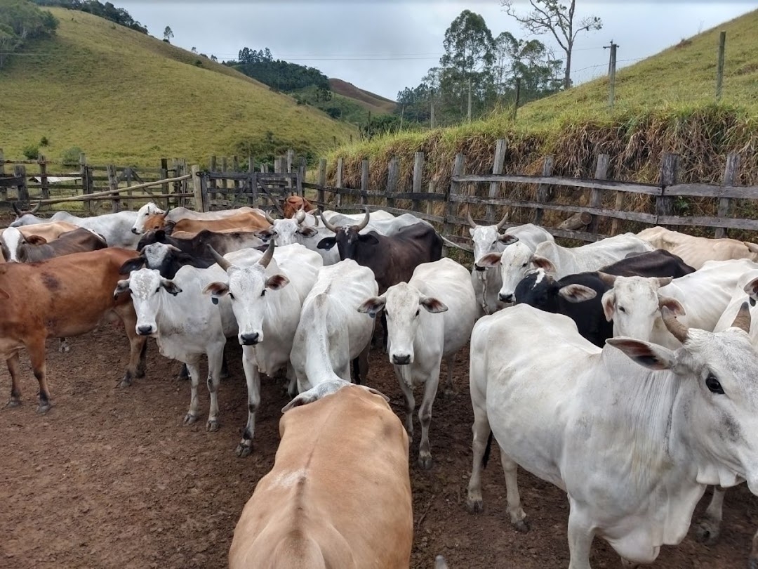 Fazenda-Sítio-Chácara, 46 hectares - Foto 11