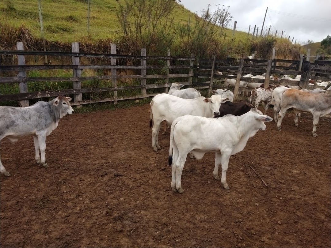 Fazenda-Sítio-Chácara, 46 hectares - Foto 12
