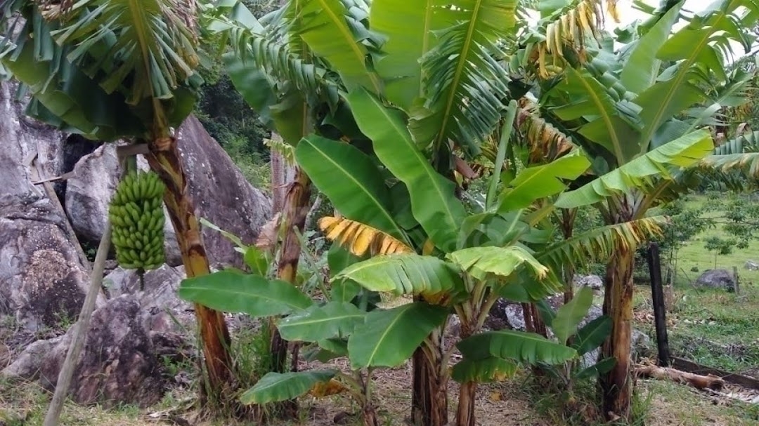 Chácara, 4 quartos, 120 m² - Foto 10