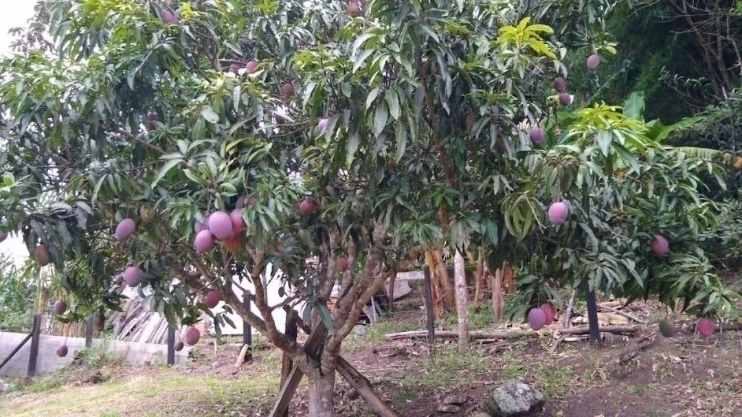 Chácara, 4 quartos, 120 m² - Foto 6