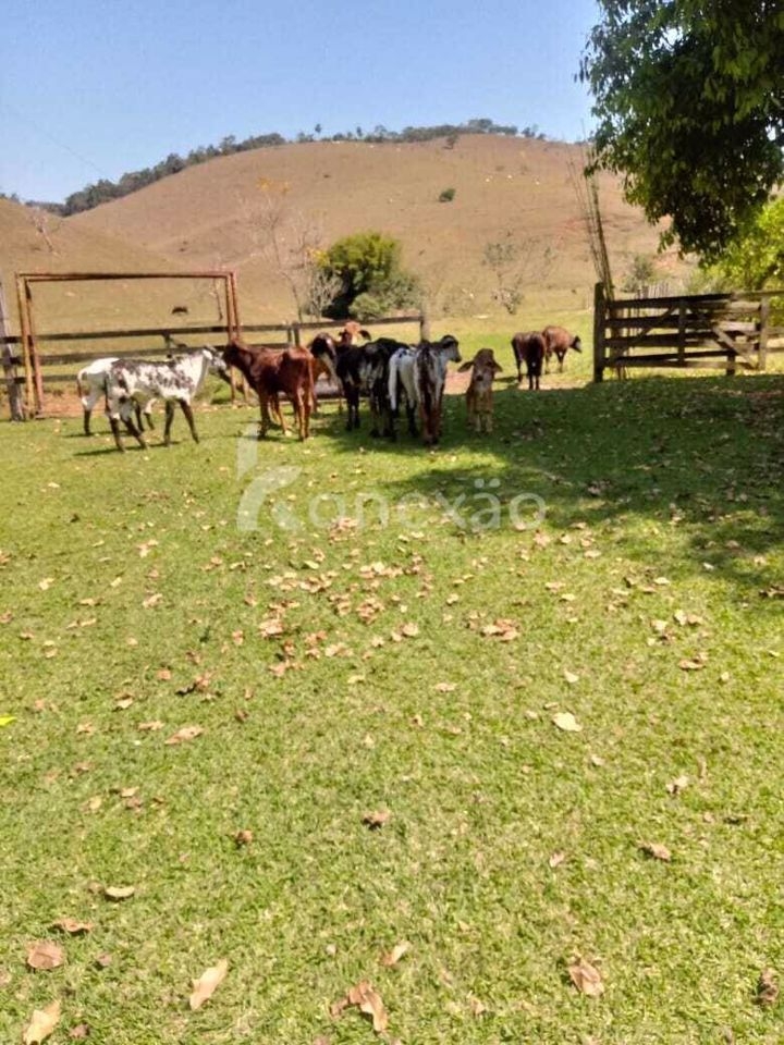 Fazenda-Sítio-Chácara, 400 m² - Foto 4