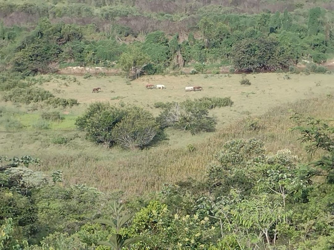 Fazenda, 225 hectares - Foto 4