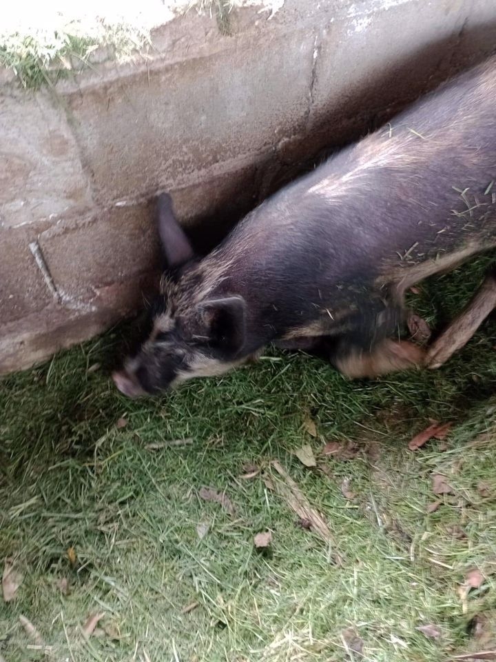 Sítio em Paraibuna/São Paulo — Ref VIZP5R — Imagem 18