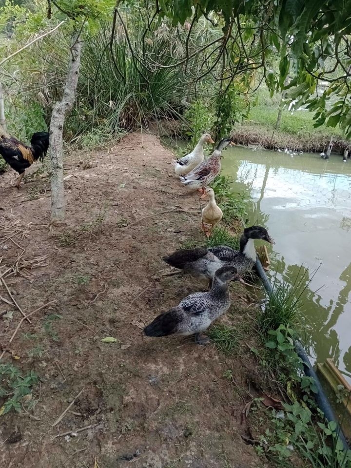 Sítio em Paraibuna/São Paulo — Ref VIZP5R — Imagem 16