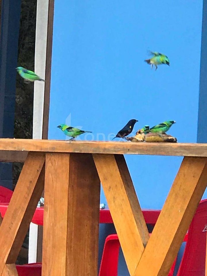 Sítio, 3 quartos, 200 m² - Foto 4