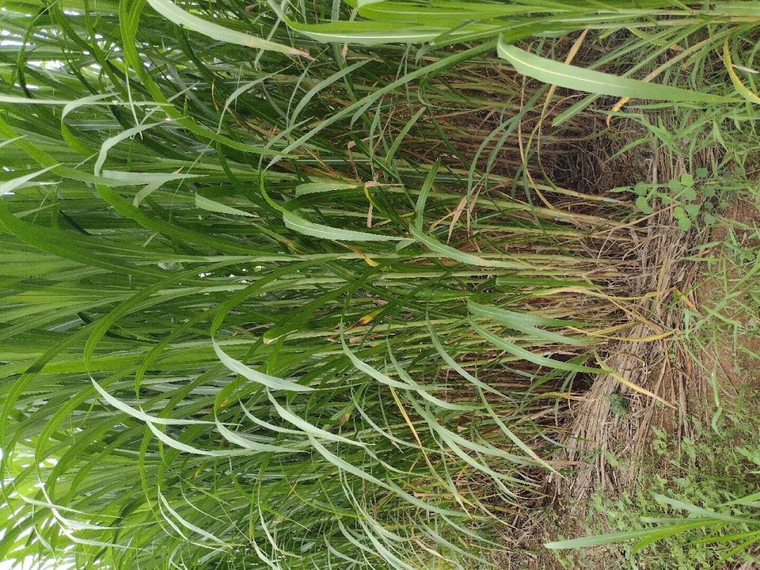 Fazenda em Canas/São Paulo — Ref YZ6VP3 — Imagem 6