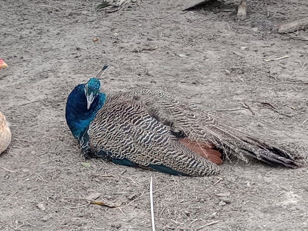 Sítio em Paraibuna/São Paulo — Ref VIZP5R — Imagem 15