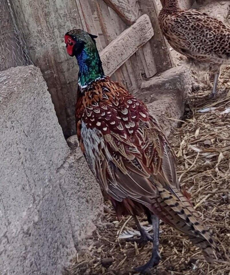 Sítio, 2 quartos, 250 m² - Foto 3