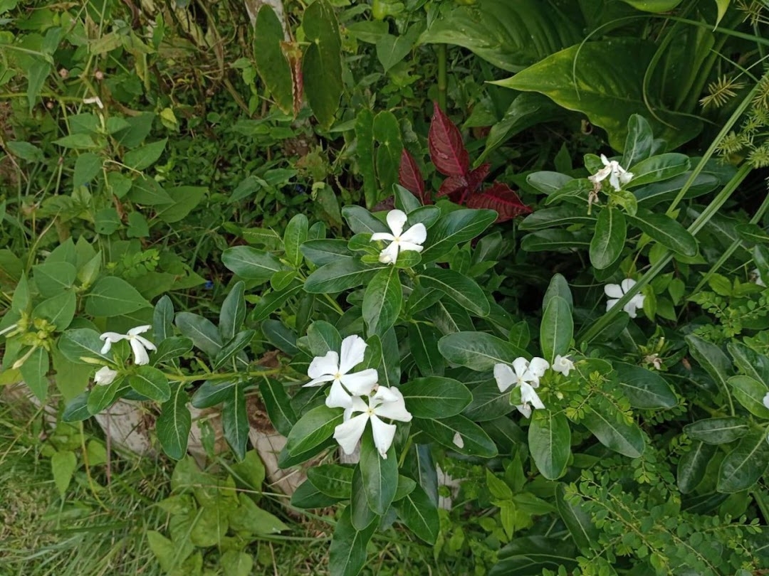 Sítio em Paraibuna/São Paulo — Ref VIZP5R — Imagem 29