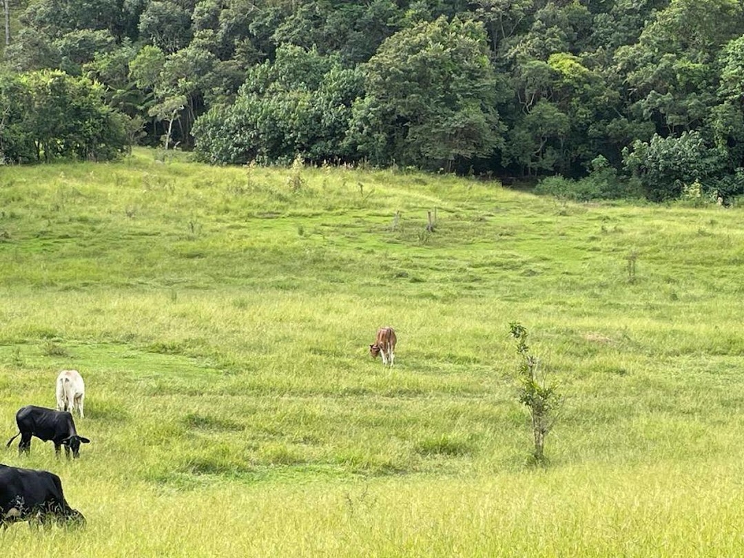 Sítio em Cunha/São Paulo — Ref ZMX8K6 — Imagem 9