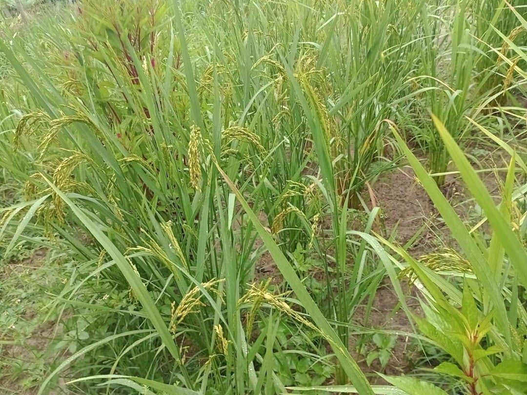 Sítio em Paraibuna/São Paulo — Ref VIZP5R — Imagem 22