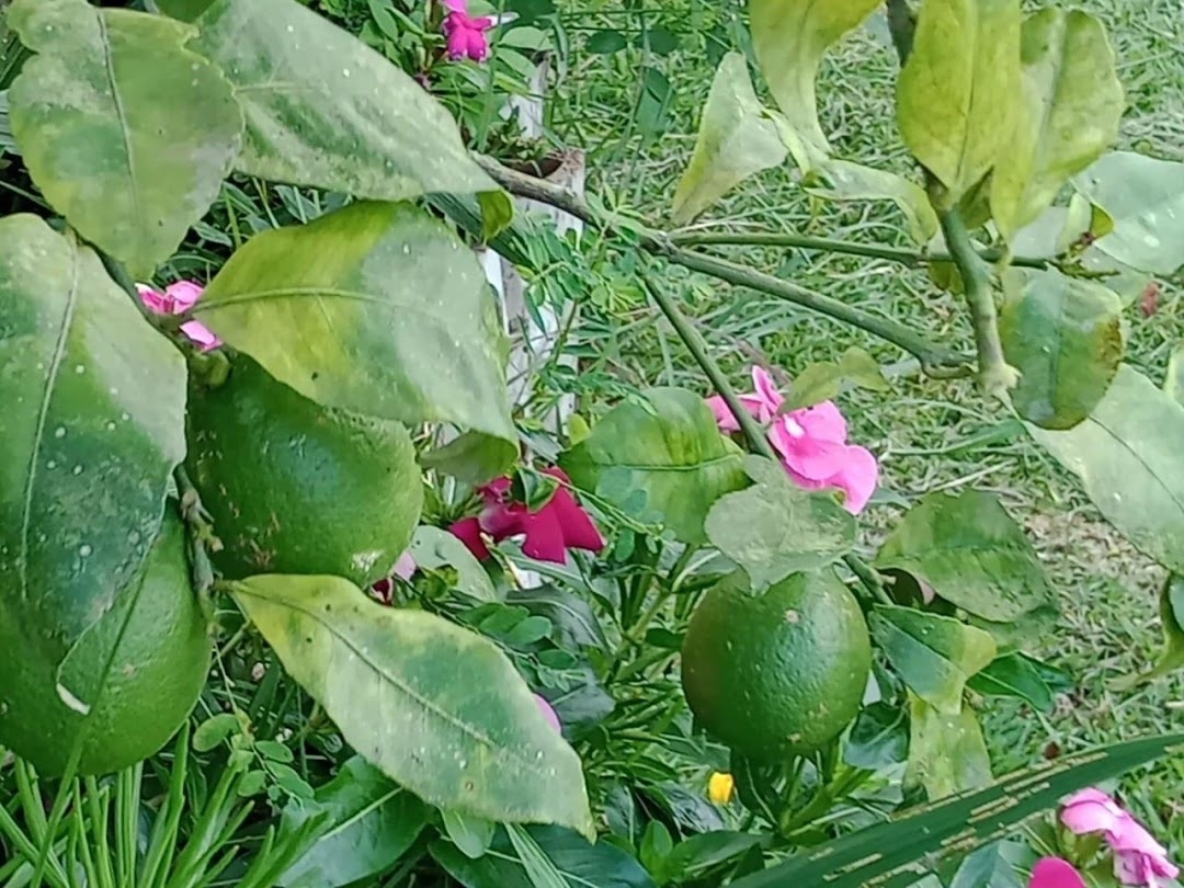 Sítio em Paraibuna/São Paulo — Ref VIZP5R — Imagem 32