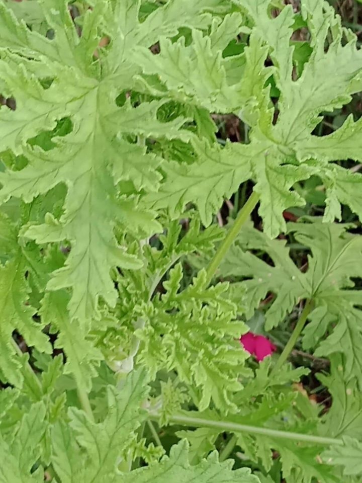 Sítio em Paraibuna/São Paulo — Ref VIZP5R — Imagem 34