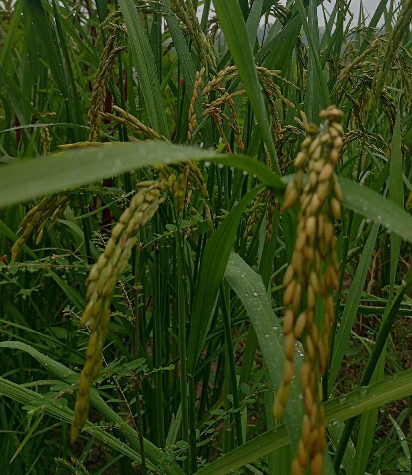 Sítio em Paraibuna/São Paulo — Ref VIZP5R — Imagem 23