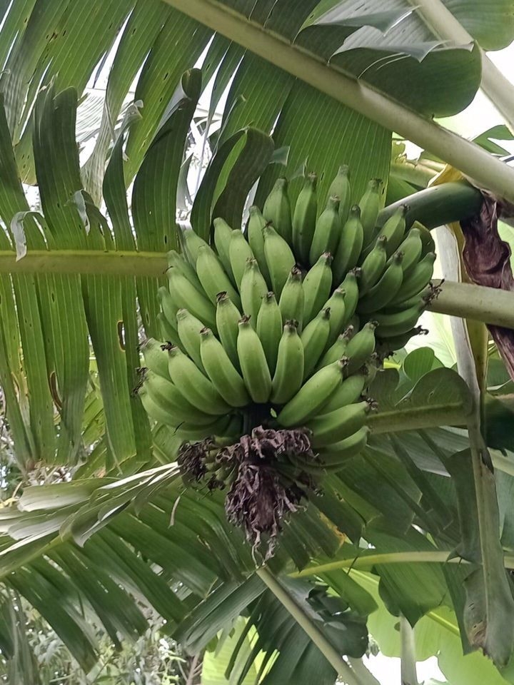 Sítio em Paraibuna/São Paulo — Ref VIZP5R — Imagem 25