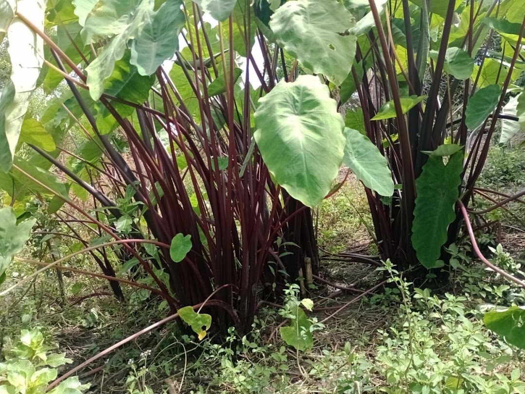 Sítio em Paraibuna/São Paulo — Ref VIZP5R — Imagem 50