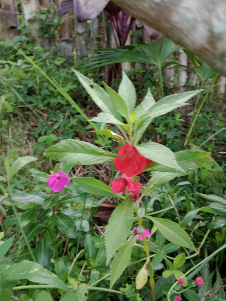 Sítio em Paraibuna/São Paulo — Ref VIZP5R — Imagem 45