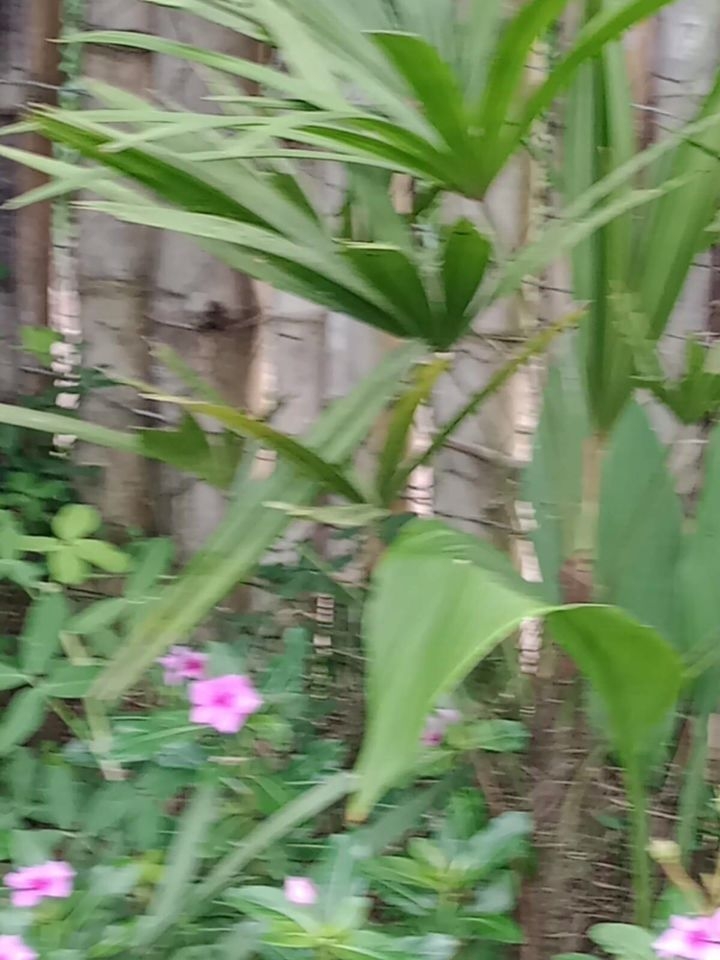 Sítio em Paraibuna/São Paulo — Ref VIZP5R — Imagem 46