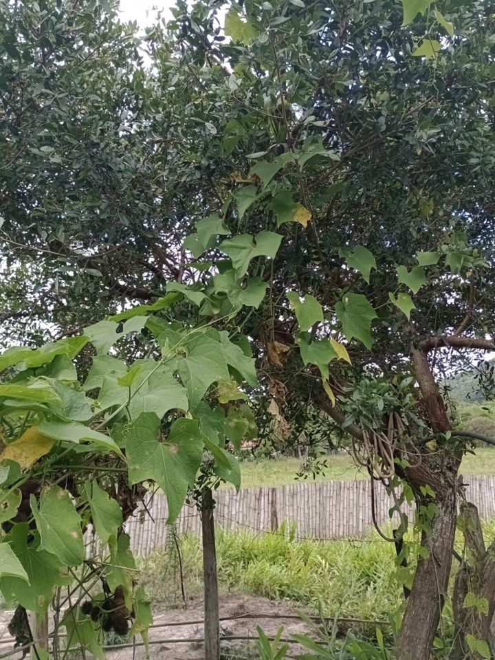 Sítio em Paraibuna/São Paulo — Ref VIZP5R — Imagem 41