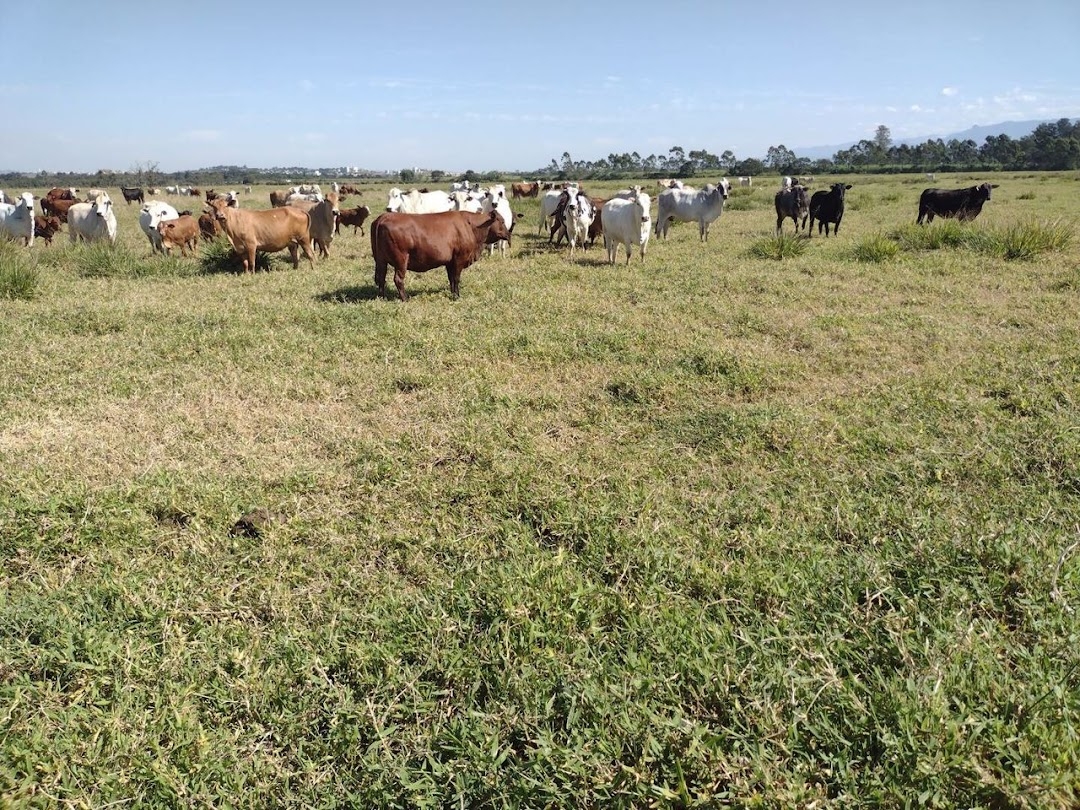 Fazenda, 356 hectares - Foto 16