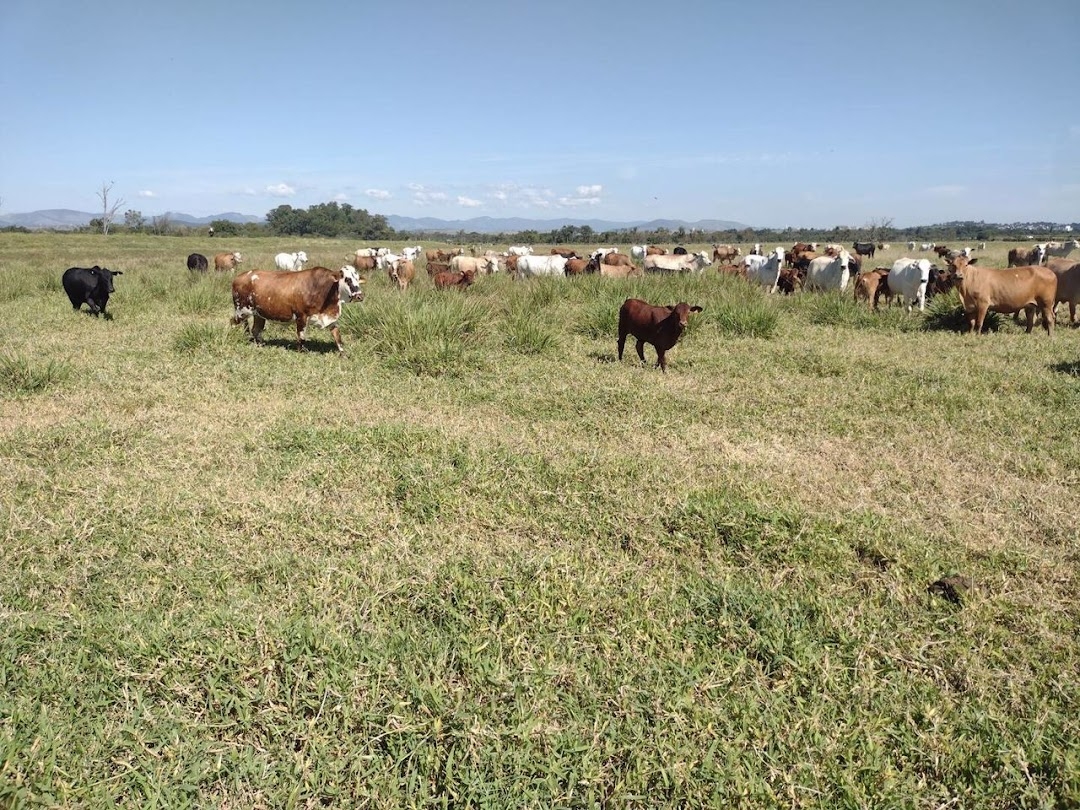 Fazenda, 356 hectares - Foto 9