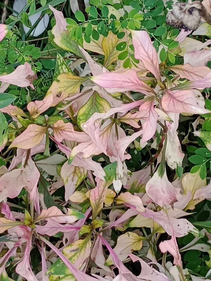 Sítio em Paraibuna/São Paulo — Ref VIZP5R — Imagem 43