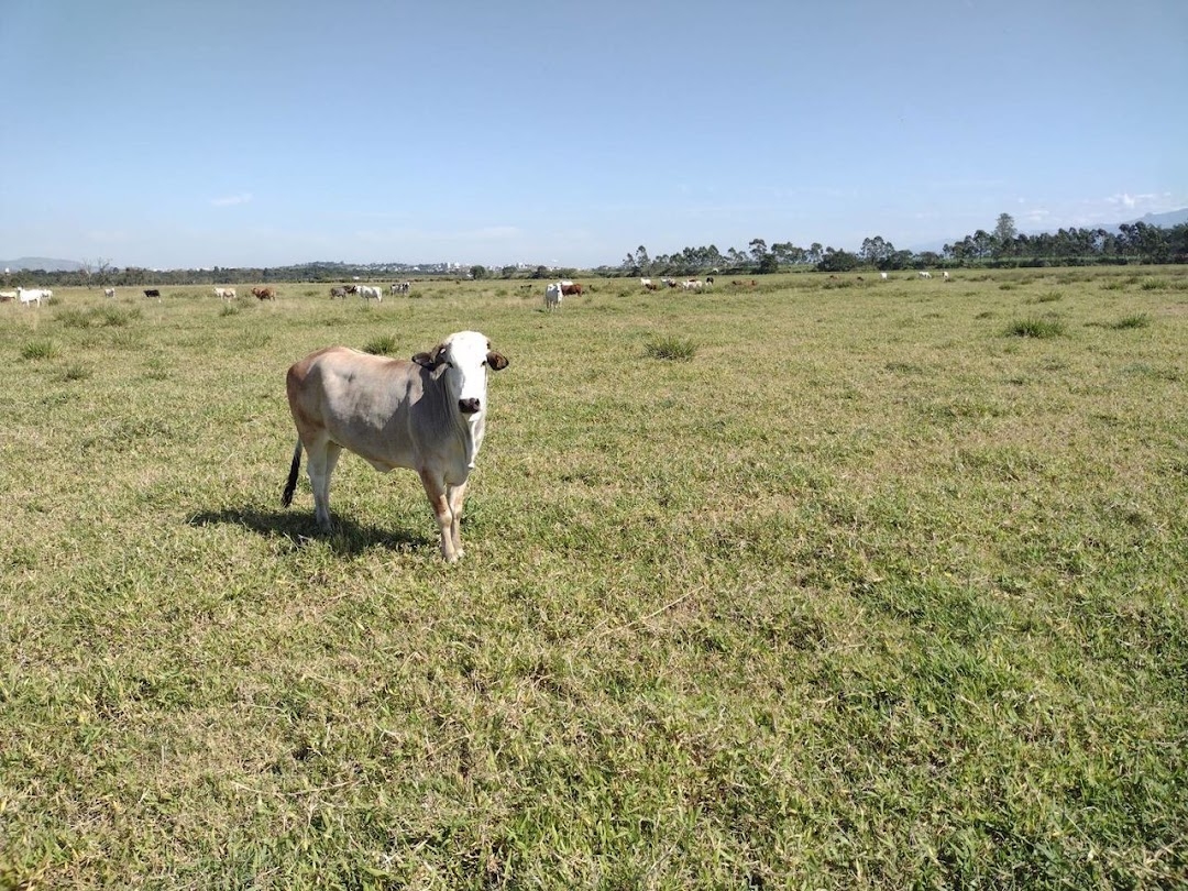 Fazenda, 356 hectares - Foto 11