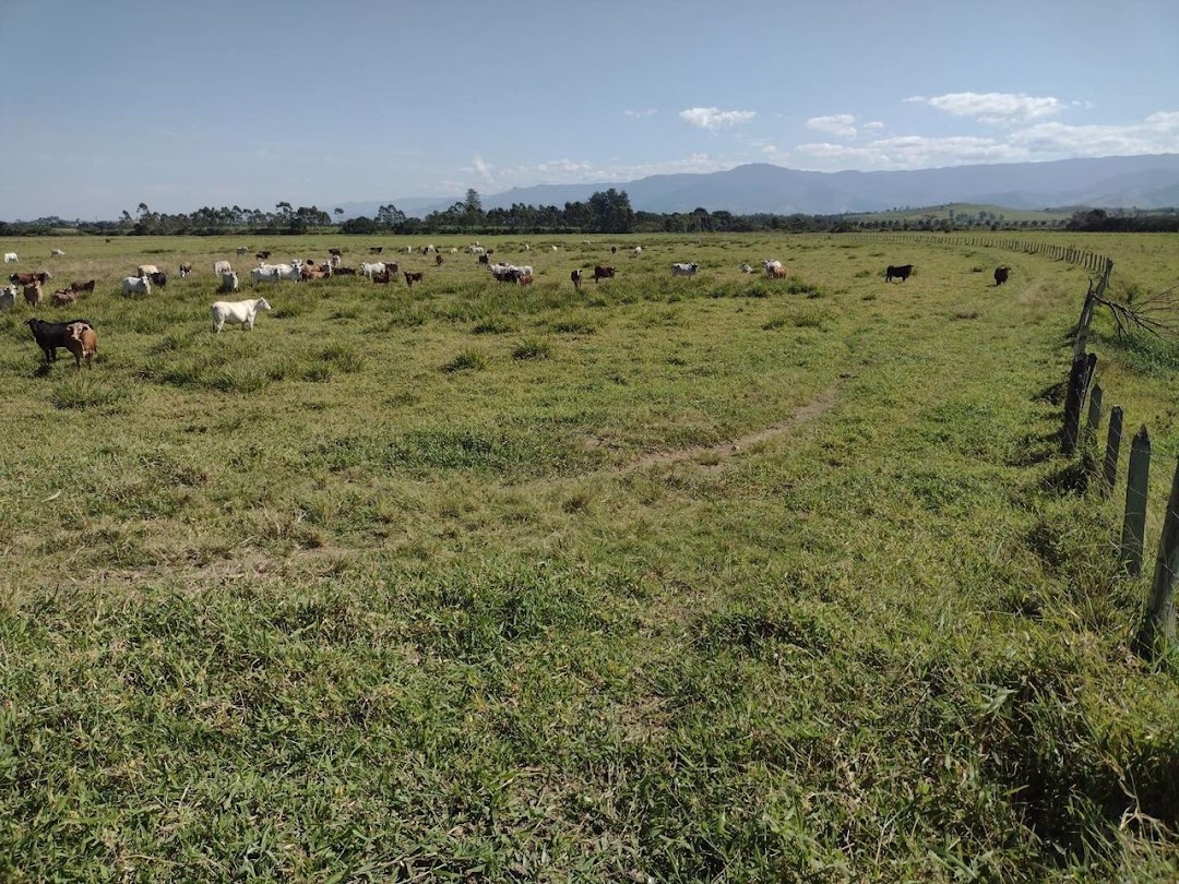 Fazenda, 356 hectares - Foto 10