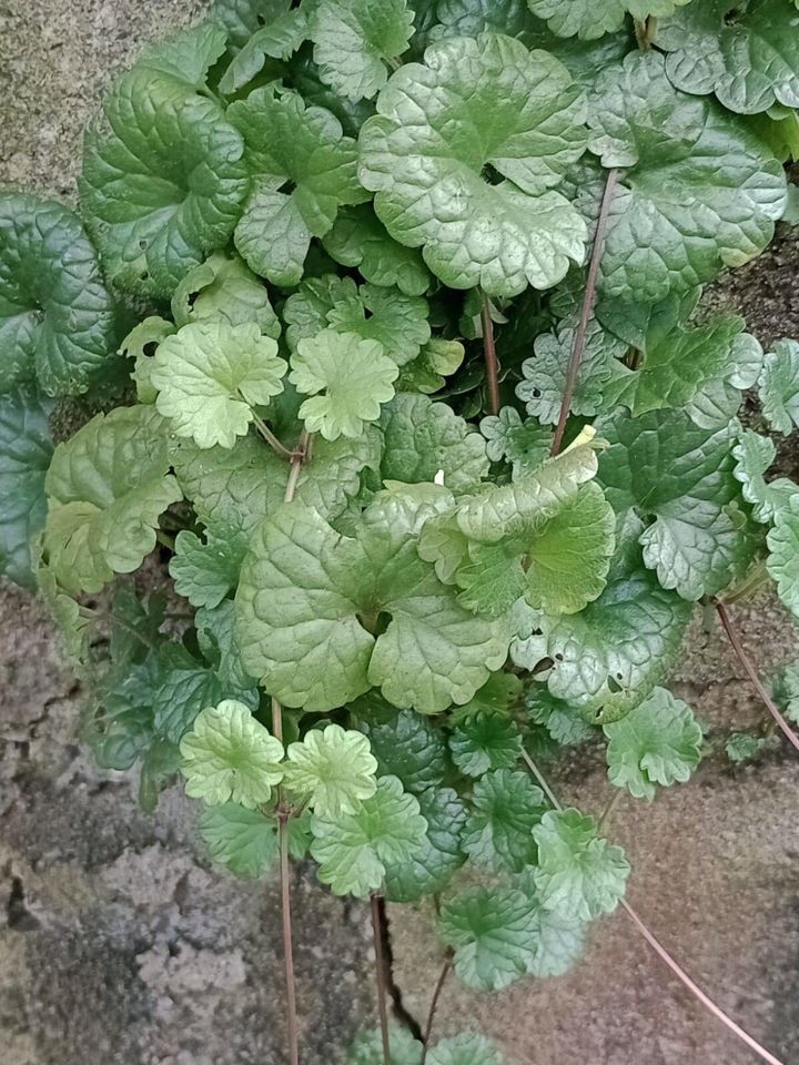 Sítio em Paraibuna/São Paulo — Ref VIZP5R — Imagem 49