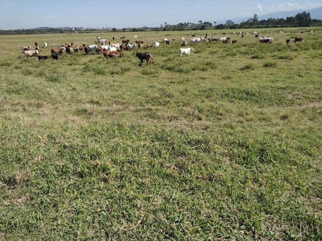 Fazenda, 356 hectares - Foto 17