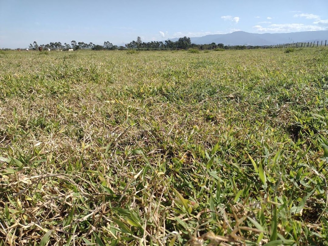 Fazenda, 356 hectares - Foto 21