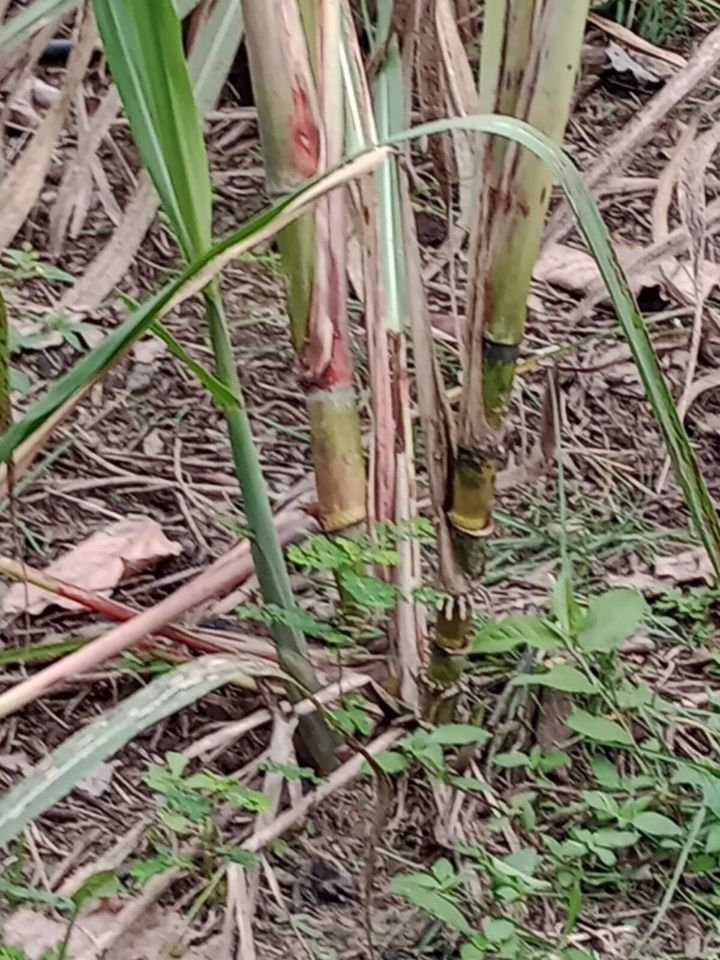 Sítio em Paraibuna/São Paulo — Ref VIZP5R — Imagem 39