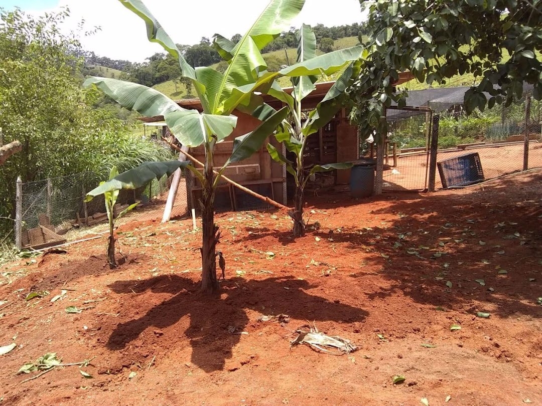 Sítio, 4 quartos, 17 hectares - Foto 7