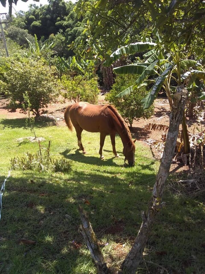 Sítio, 4 quartos, 17 hectares - Foto 2