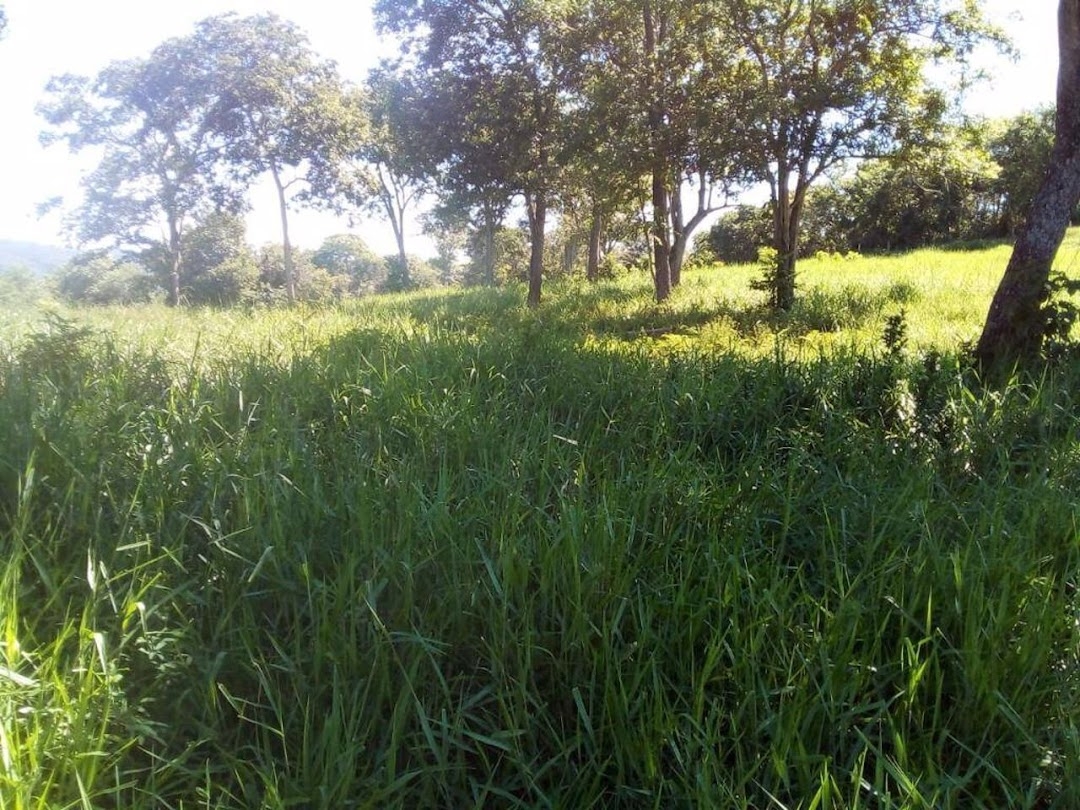 Fazenda-Sítio-Chácara, 200 m² - Foto 8